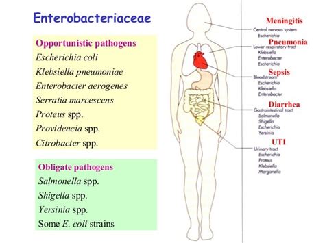 enterobacterales pronunciation|Diseases and Organisms in Healthcare Settings .